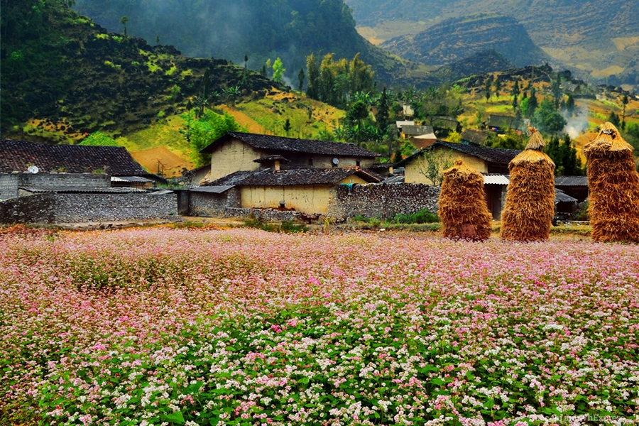 Cảnh đẹp Hà Giang mùa tam giác mạch